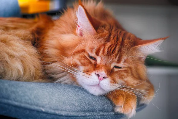 Ginger Maine Coon cat sleeping on chair. — Stock Photo, Image