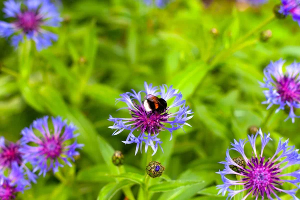 Hummel Auf Kornblume Auf Der Wiese Außerstädtische Szene — Stockfoto