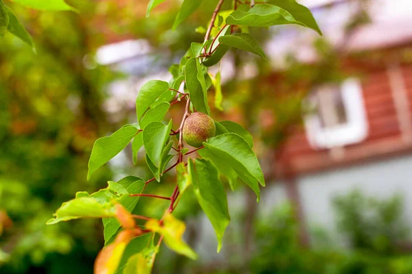 木の枝で成長する有機熟していないアプリコット — ストック写真