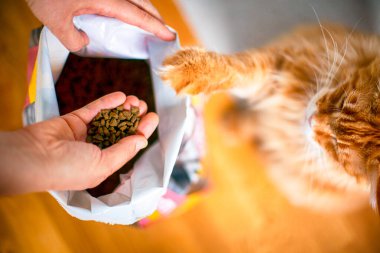 Kadın ve kedi, büyük sürüden kedi maması alır..
