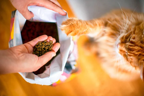 Frau Und Katze Nehmen Katzenfutter Aus Großer Meute Haus — Stockfoto