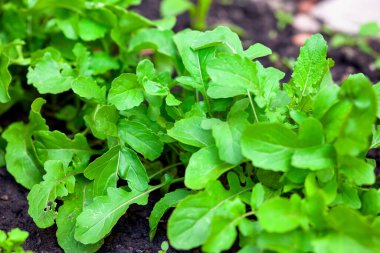 Bahçe yatağında yetişen yeşil organik roka.