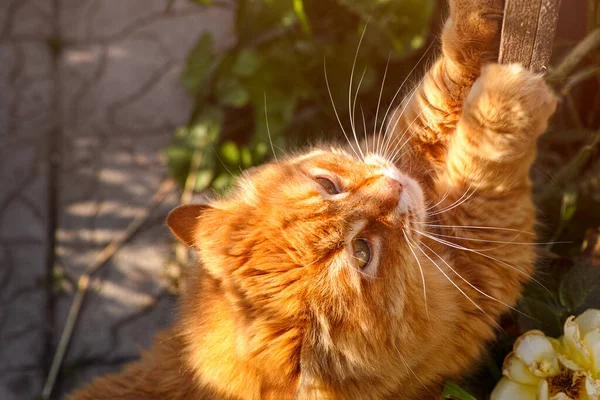 Ginger Kot Ostrzy Pazury Zewnątrz Zamknij Się — Zdjęcie stockowe