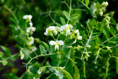 Doğada çiçek açan yeşil bezelye. Yakın plan..