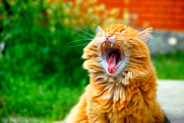 Рыжая Кошка Зевает Улице Летнее Время — стоковое фото