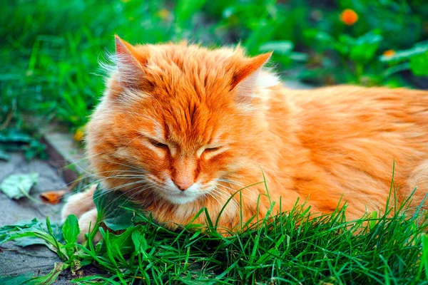 Rudy Kot Leżący Trawie Zewnątrz Śpiący Zamknij Się — Zdjęcie stockowe