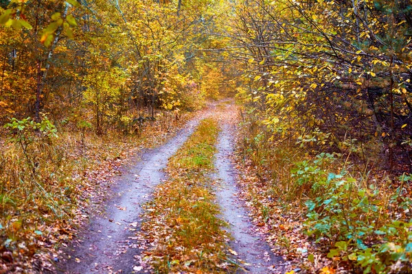 Double path in autumn forest. Non urban scene.