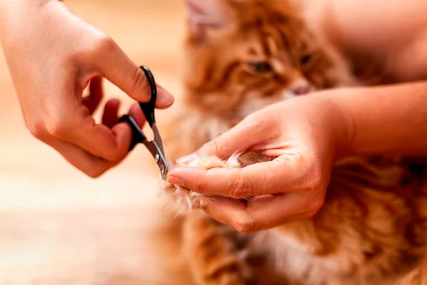 A person cutting a cat claws. Close-up.