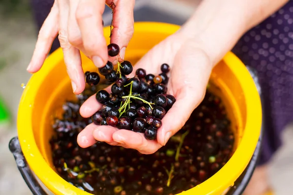 Frauenhände Waschen Schwarze Johannisbeeren Aus Gelbem Eimer — Stockfoto