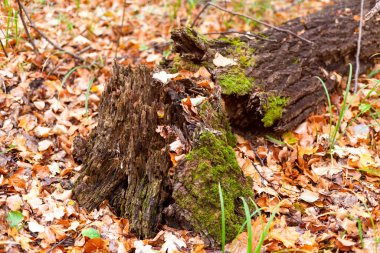 Sonbahar ormanında çürümüş bir ağaç. Yakın plan.