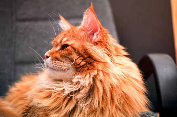 Ginger Maine Coon Katze Auf Dem Stuhl — Stockfoto