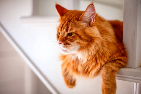 Ginger Maine Coon Katze Liegt Auf Der Treppe Haus — Stockfoto