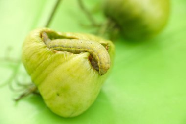 Yeşil domates yiyen yeşil tırtıl. Yeşil arkaplan.