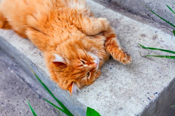 Ginger Kot Leżący Progu Zewnątrz — Zdjęcie stockowe