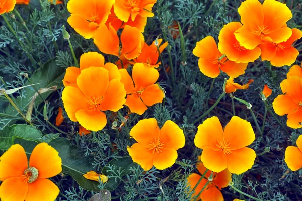 Eschscholzia Californica Dans Nature — Photo