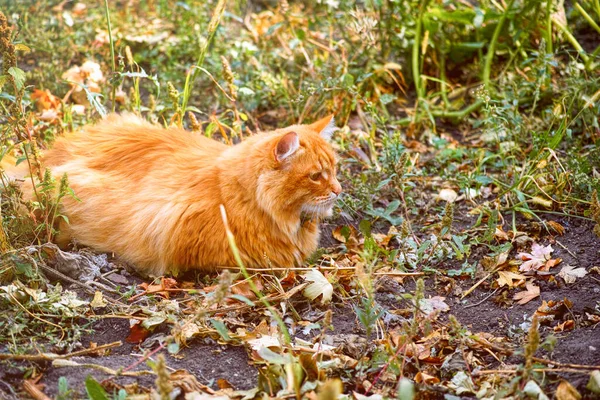 가을에 밖에서 고양이를 사냥하는 — 스톡 사진