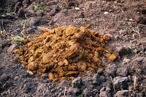 Una Pila Estiércol Para Fertilizar Campo Abono Orgánico Natural — Foto de Stock