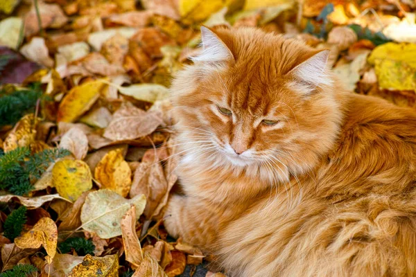 Eine Ingwerkatze Liegt Auf Herbstblättern — Stockfoto