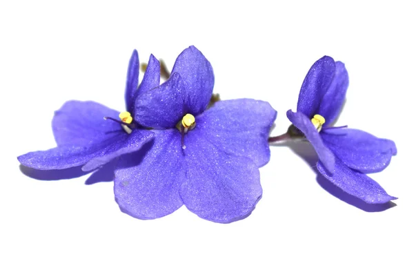 Trzy fioletowe kwiaty — Zdjęcie stockowe