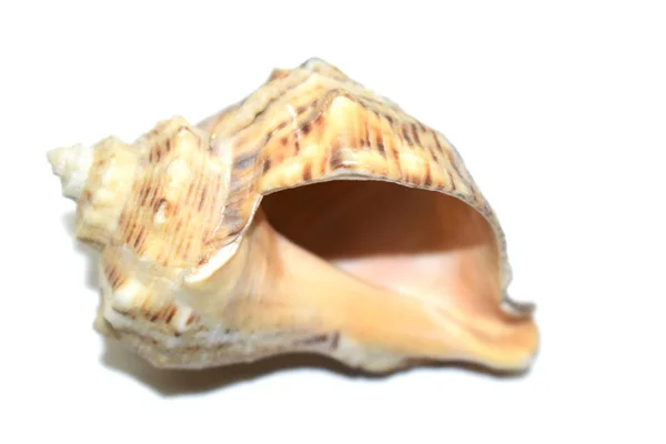 스톡 사진 닫다 의 바다 껍질 고립 에 흰색 배경 — 스톡 사진