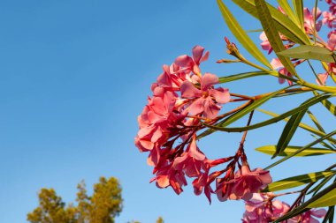 Mavi gökyüzü ile pembe çiçeği çiçeği 