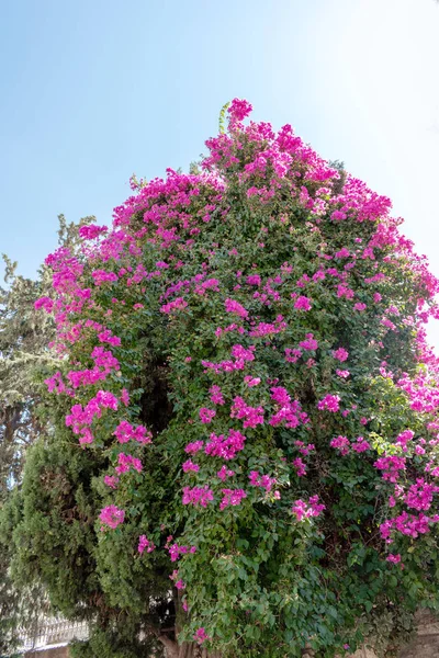 Pembe çiçek çalı ağacı tropikal bitki 