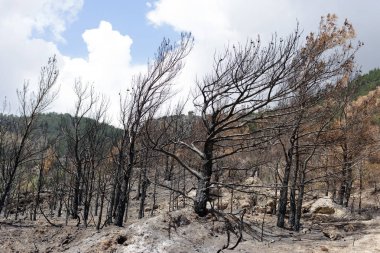 Orman yangını, yanık ağaçlar ve kara, deniz, Yunanistan