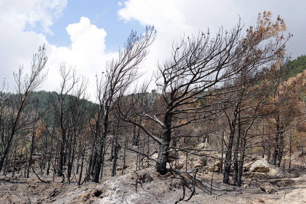 Forest fire, burned trees and land, seaside,Greece