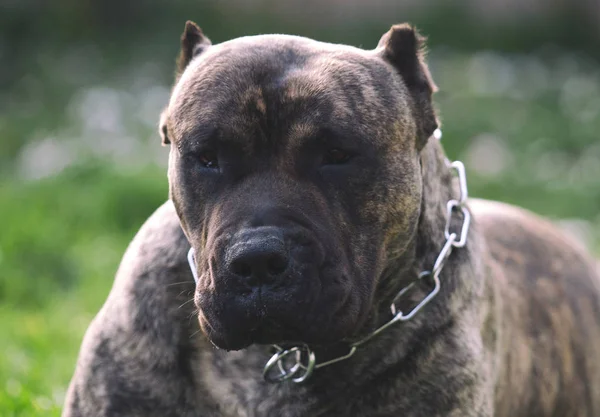 Büyük köpek, baston corso, pressa canario — Stok fotoğraf