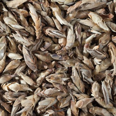 Arka plan ve dokular için gayet uygun çay kompozisyon. Birçok farklı çeşitleri ve şekillerin bir kare fotoğraf üzerinde. Üstten görünüm. Çin'in yüksek kaliteli çay.