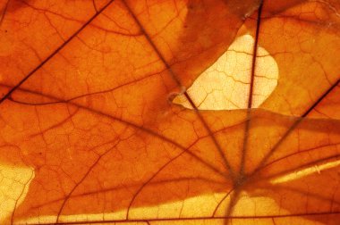 Sonbahar izni var. Stüdyo fotoğrafı, geniş açılı. Renkli arkaplan dokusu pankartı. Resmi kapat.