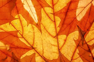 Sonbahar izni var. Stüdyo fotoğrafı, geniş açılı. Renkli arkaplan dokusu pankartı. Resmi kapat.