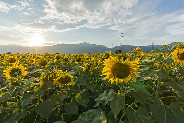 Amazing Sunset Landscape Sunflower Field Kazanlak Valley Stara Zagora Region — Stock Photo, Image