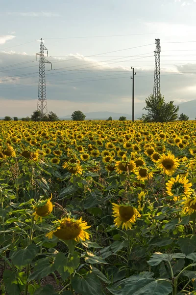 Amazing Sunset Landscape Sunflower Field Kazanlak Valley Stara Zagora Region — Stock Photo, Image