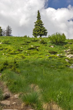 Yeşil hills adlı Vitosha Mountain, Sofya şehir bölge, Bulgaristan ile muhteşem manzara