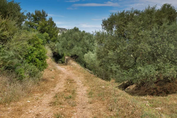 Bosque Olivos Zakynthos Isla Jónica Grecia — Foto de Stock