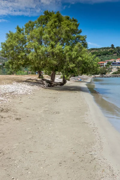 Albero Verde Sulla Spiaggia Keriou Zante Isola Ionica Grecia — Foto Stock