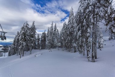 Pamporovo resort, bölge Smolyan, Bulgaristan yakınındaki Rodop Dağları'nda kar kış manzara çam ağaçları ile kaplı