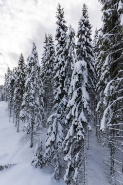 Pamporovo resort, bölge Smolyan, Bulgaristan yakınındaki Rodop Dağları'nda kar kış manzara çam ağaçları ile kaplı
