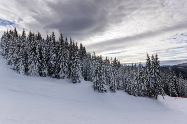 Pamporovo resort, bölge Smolyan, Bulgaristan yakınındaki Rodop Dağları'nda kar kış manzara çam ağaçları ile kaplı