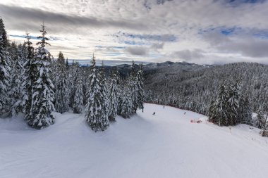 Pamporovo resort, bölge Smolyan, Bulgaristan yakınındaki Rodop Dağları'nda kar kış manzara çam ağaçları ile kaplı