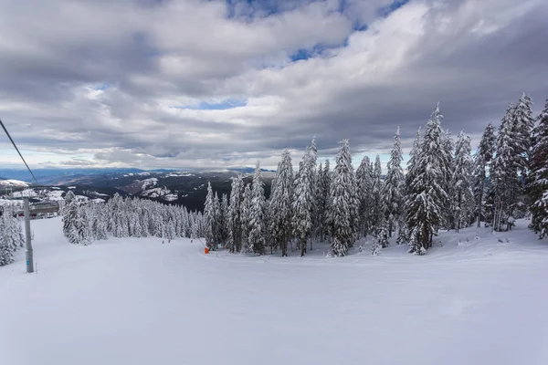 Paisaje Invernal Con Pinos Cubiertos Nieve Las Montañas Rhodope Cerca — Foto de Stock