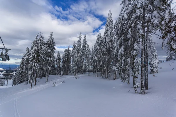 Paisaje Invernal Con Pinos Cubiertos Nieve Las Montañas Rhodope Cerca — Foto de Stock
