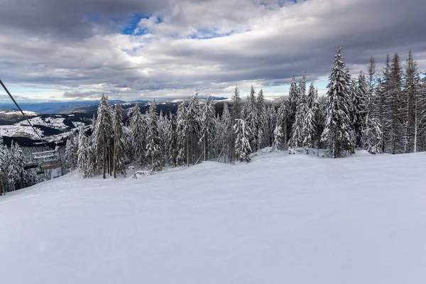 Paisaje Invernal Con Pinos Cubiertos Nieve Las Montañas Rhodope Cerca — Foto de Stock