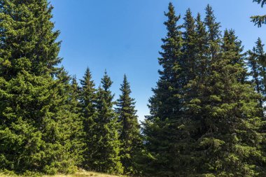 Yaz manzara Snezhanka yakınındaki Rodop Dağları'nın muhteşem tepe ve kayak tesisi Pamporovo, bölge Smolyan, Bulgaristan