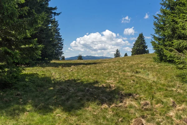 Yaz manzara Snezhanka yakınındaki Rodop Dağları'nın muhteşem tepe ve kayak tesisi Pamporovo, bölge Smolyan, Bulgaristan