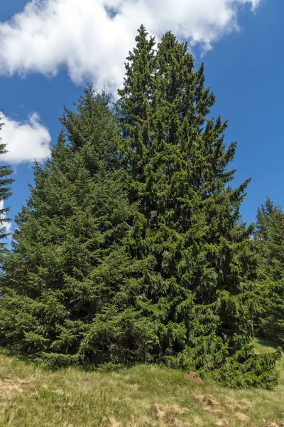 Yaz manzara Snezhanka yakınındaki Rodop Dağları'nın muhteşem tepe ve kayak tesisi Pamporovo, bölge Smolyan, Bulgaristan