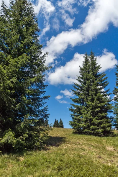 Yaz manzara Snezhanka yakınındaki Rodop Dağları'nın muhteşem tepe ve kayak tesisi Pamporovo, bölge Smolyan, Bulgaristan