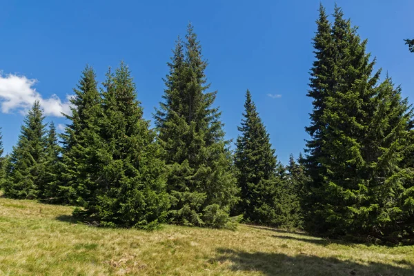 Yaz manzara Snezhanka yakınındaki Rodop Dağları'nın muhteşem tepe ve kayak tesisi Pamporovo, bölge Smolyan, Bulgaristan