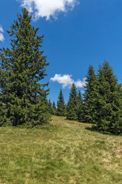 Amazing Summer Landscape Rhodope Mountains Snezhanka Peak Ski Resort Pamporovo — Stock Photo, Image